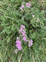 Achillea millefolium