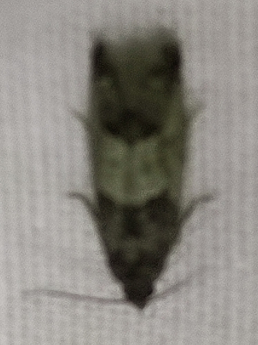 Eye-spotted Bud Moth, 3992 SK Houten, Nederland, photo 6 of 10