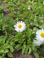 Bellis perennis