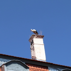 Ciconia ciconia