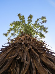 Furcraea parmentieri