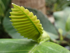 Dillenia philippinensis