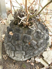 Dioscorea elephantipes