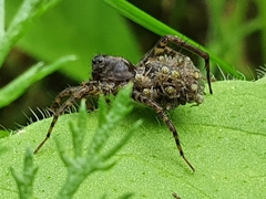 Pardosa