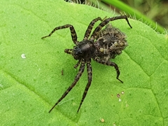 Pardosa