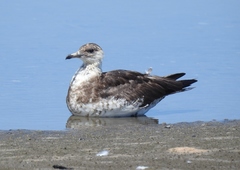 Stercorarius parasiticus