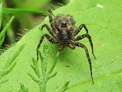 Pardosa