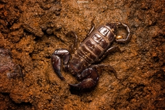 Iomachus
