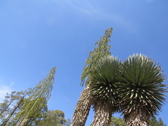 Furcraea parmentieri