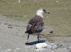 Stercorarius parasiticus