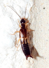 Labiinae