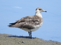 Stercorarius parasiticus