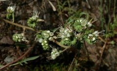 Phacelia imbricata imbricata