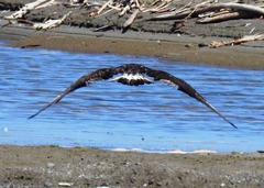 Stercorarius parasiticus