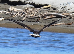 Stercorarius parasiticus