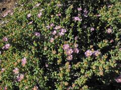 Amphibolia succulenta