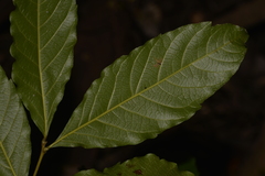 Alectryon subcinereus