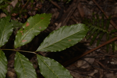 Alectryon subcinereus