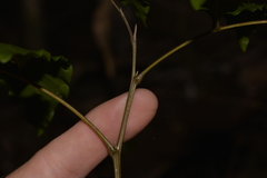 Alectryon subcinereus