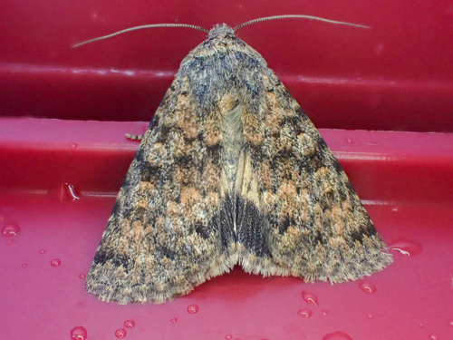 Sympistis sandaraca
