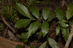 Alectryon subcinereus