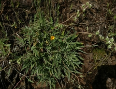 Phacelia imbricata imbricata