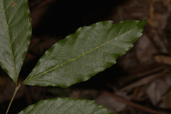 Alectryon subcinereus