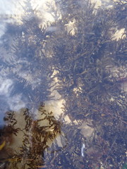 Sargassum incisifolium