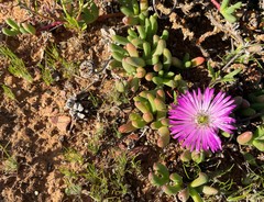 Cephalophyllum curtophyllum