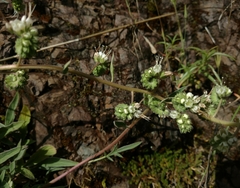 Phacelia imbricata imbricata