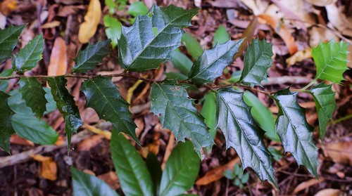 Aphananthe philippinensis observed 2021-08-20