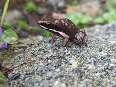 Epipedobates boulengeri