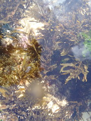 Sargassum incisifolium