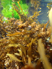 Sargassum incisifolium