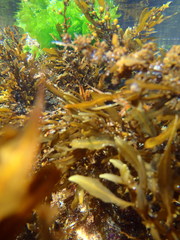 Sargassum incisifolium