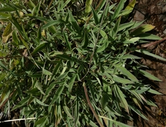 Phacelia imbricata imbricata
