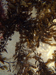 Sargassum incisifolium