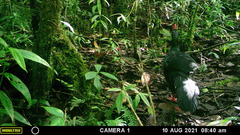 Oreophasis derbianus