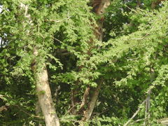 Senegalia polyacantha