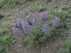 Teucrium orientale