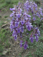 Teucrium orientale