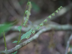 Pogostemon paniculatus