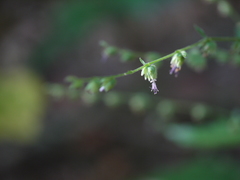 Pogostemon paniculatus