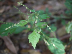 Pogostemon paniculatus