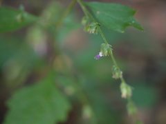 Pogostemon paniculatus