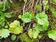 Pectiantia pentandra