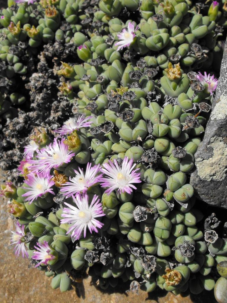 Antimima perforata