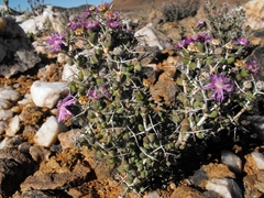 Schlechteranthus stylosus