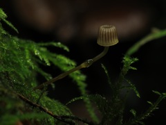 Mycena picta