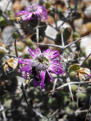 Schlechteranthus stylosus